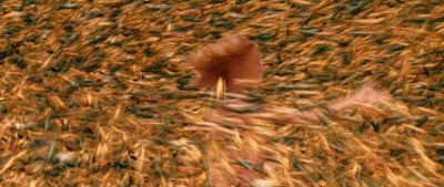 reaping60.jpg