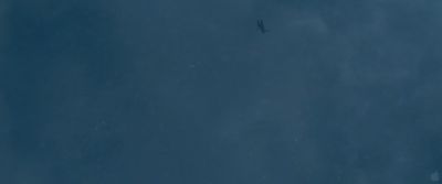 whiteouttrailer24.jpg